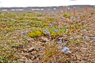 Similar image 20194010