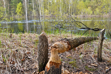 Similar image 20193485