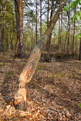 Similar image 20193504