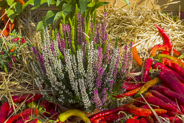 Similar image 20194547