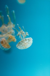 Similar image 20228295