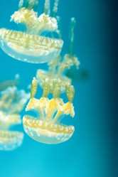 Similar image 20228315