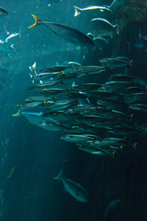 Similar image 20228516