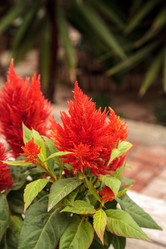 Similar image 20228705