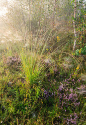 Similar image 20231979