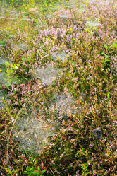 Similar image 20231949