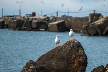 Similar image 20266459