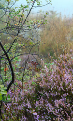 Similar image 20232285