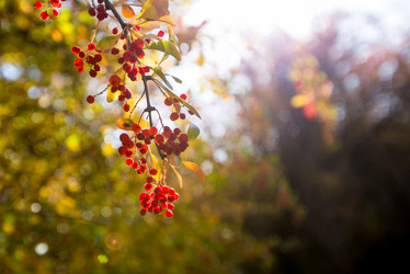 Similar image 20227113