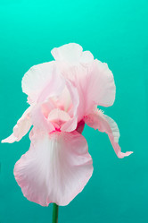 Similar image 20231292