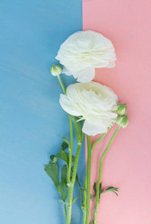 Similar image 20298384