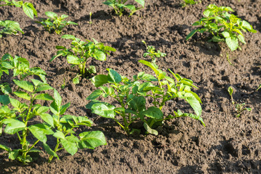 Similar image 20297088