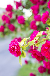 Similar image 20264115