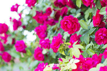 Similar image 20264116