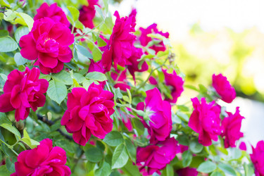 Similar image 20264118