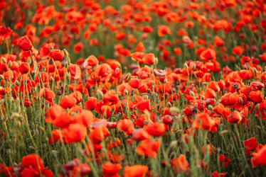 Similar image 20452399