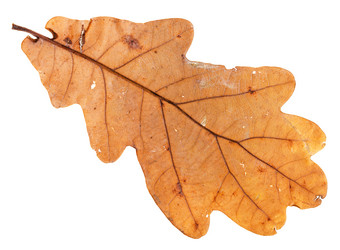 Similar image 20453950