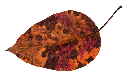 Similar image 20454002