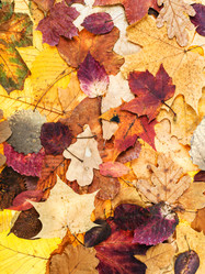 Similar image 20454139