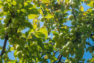 Similar image 20452535