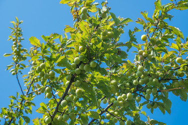 Similar image 20452536