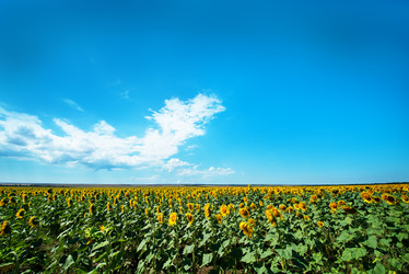 Similar image 20660912