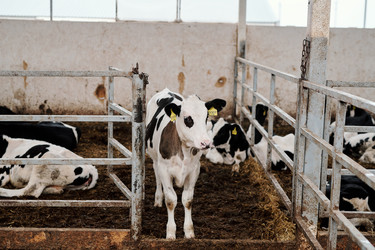 Similar image 20760854