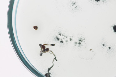 Similar image 20857295