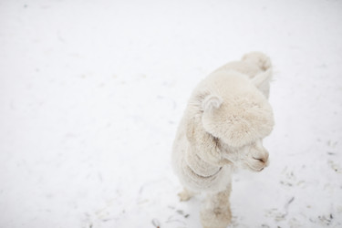 Similar image 20809005