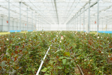 Similar image 20809811