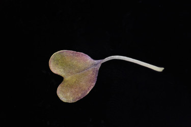 Similar image 20811021