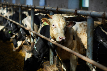 Similar image 20945336