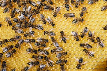 Similar image 20918075