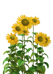 Similar image 20979517