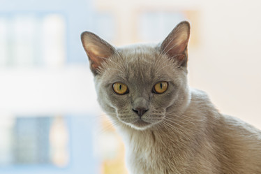 Similar image 20983536