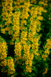 Similar image 20980375