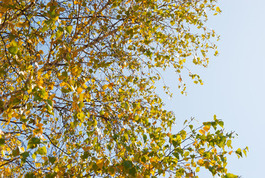 Similar image 20980086