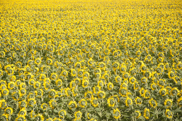 Similar image 20983896