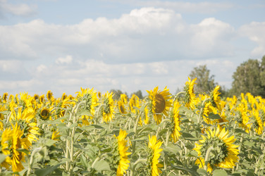 Similar image 20983898