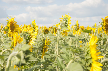 Similar image 20983908