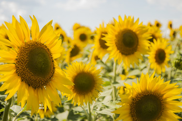 Similar image 20983910