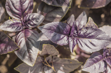 Similar image 20983832