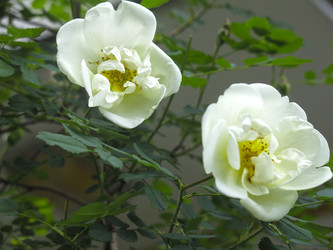 Similar image 20981227