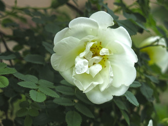 Similar image 20981231