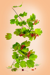 Similar image 20972024