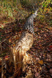 Similar image 21015353