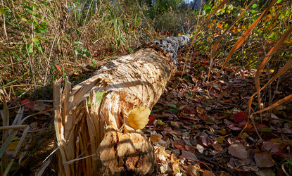 Similar image 21015356