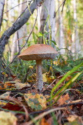 Similar image 20994782