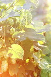 Similar image 20974495