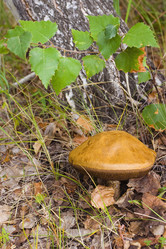 Similar image 20985830